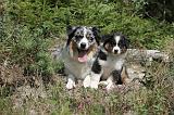 BERGER AUSTRALIEN - ADULT & PUPPY 001